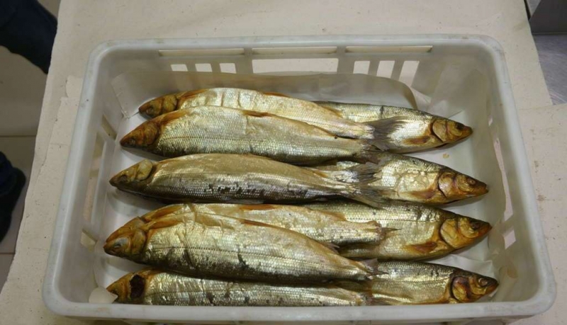Омуль Арктический