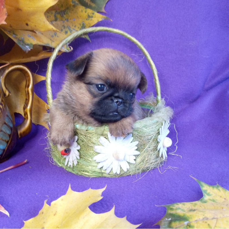 ����� ��������� ����� �������