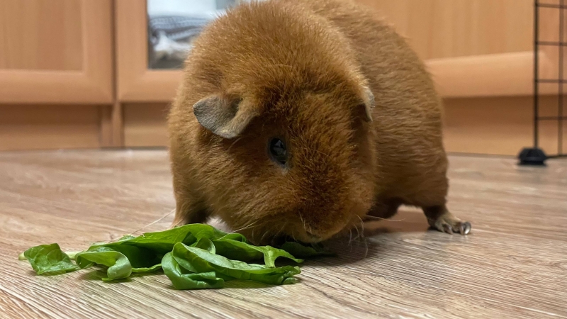 ������� ������ �����