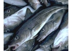 Рыбная продукция